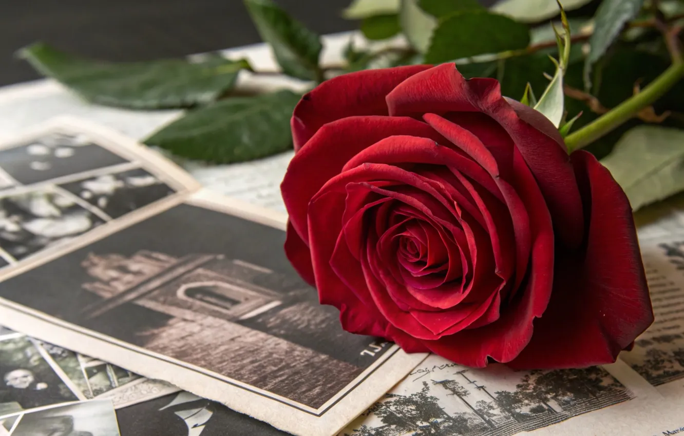 Photo wallpaper leaves, flowers, red, roses, photos, photo, AI art, neural network