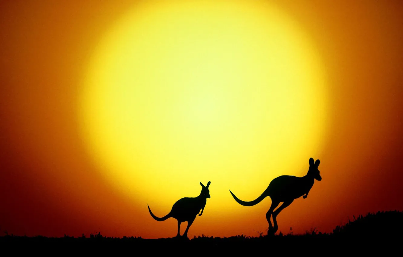 Photo wallpaper silhouette, Australia, kangaroo