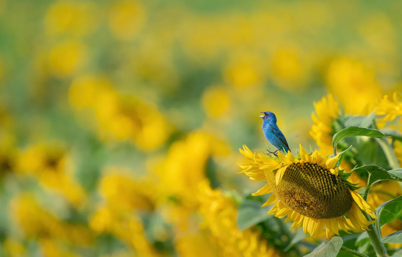 Photo wallpaper field, sunflowers, flowers, bird, bokeh, sancopy cardinal