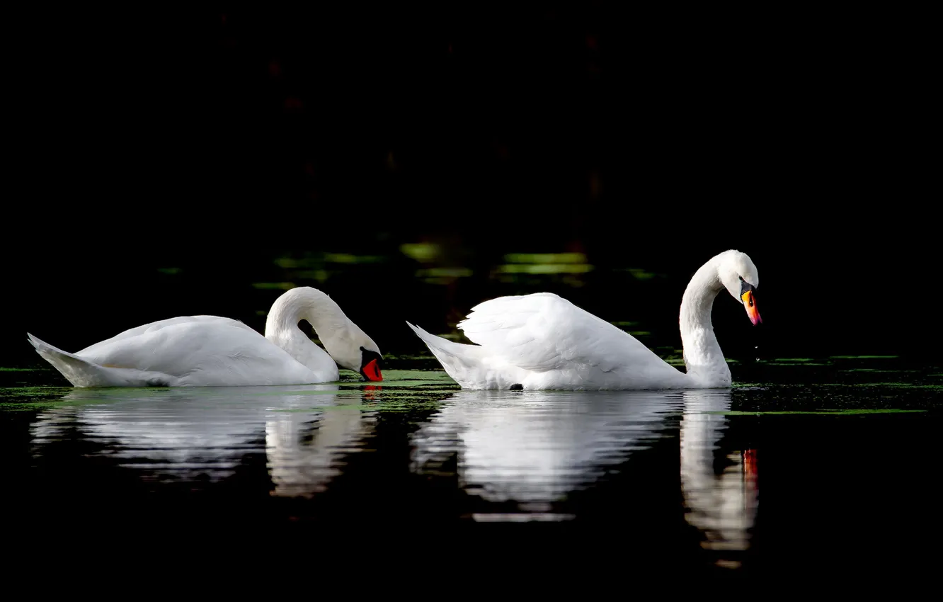 Photo wallpaper lake, reflection, swans