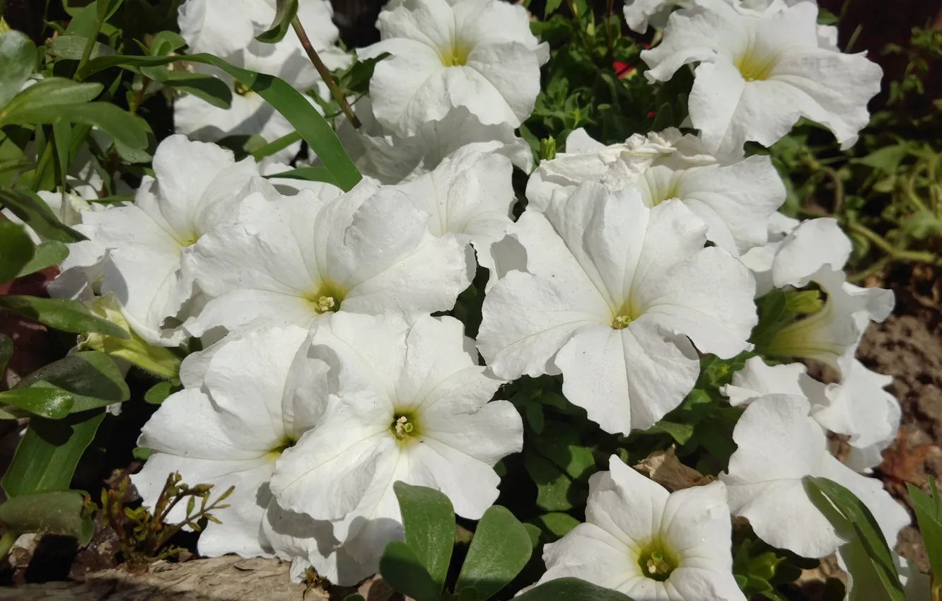 Photo wallpaper summer, white, flowerbed, Petunia, Mamala ©