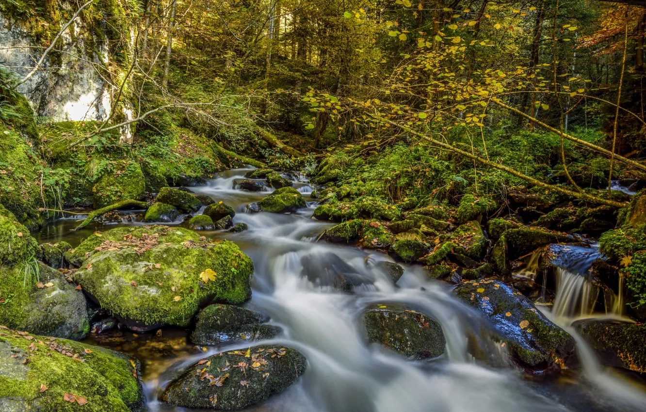 Photo wallpaper forest, trees, nature, river, stones, moss