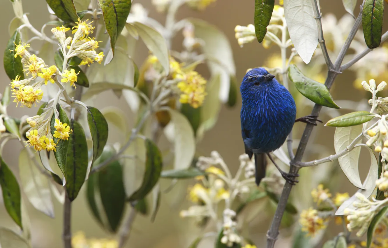 Photo wallpaper flowers, branches, bird
