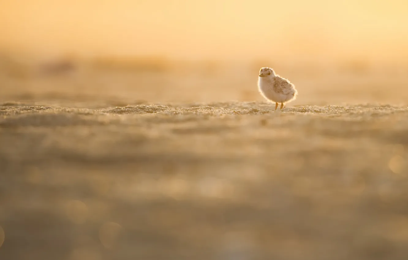 Photo wallpaper light, fog, bird