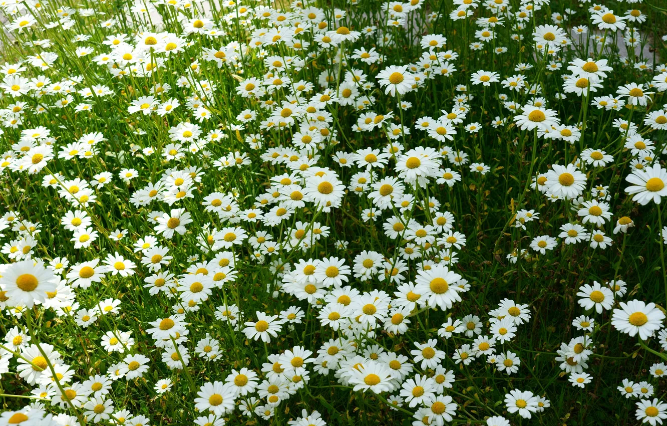 Photo wallpaper summer, flowers, chamomile, meadow, white, a lot, chamomile field