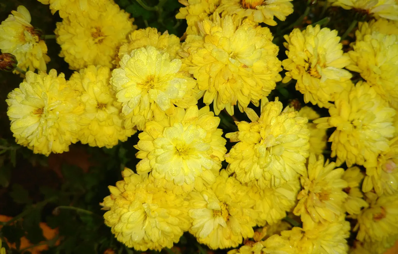 Photo wallpaper drops, Rosa, chrysanthemum, yellow
