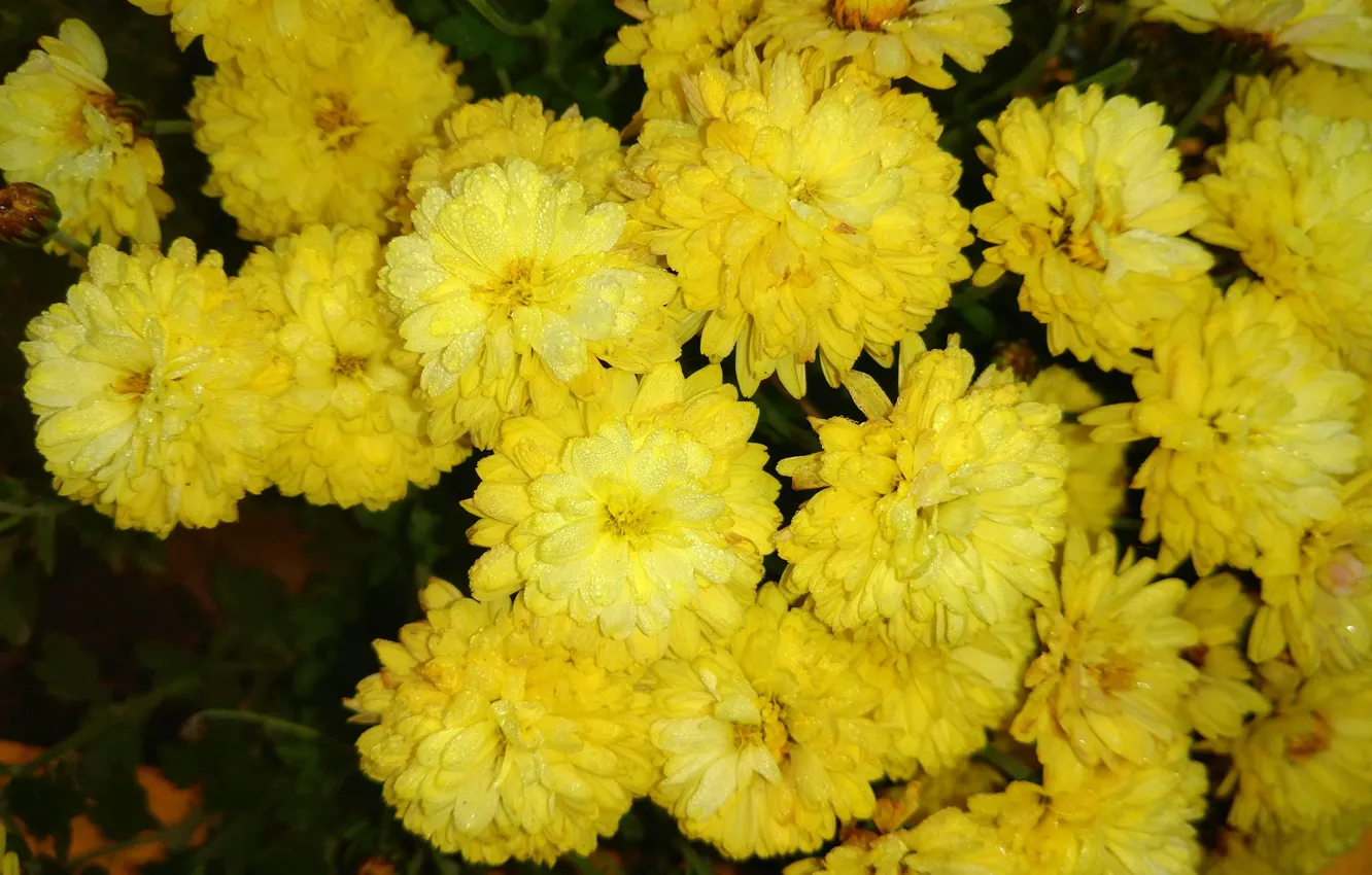 Photo wallpaper drops, yellow, Rosa, chrysanthemum