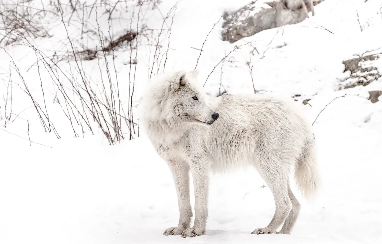 Photo wallpaper winter, snow, wolf