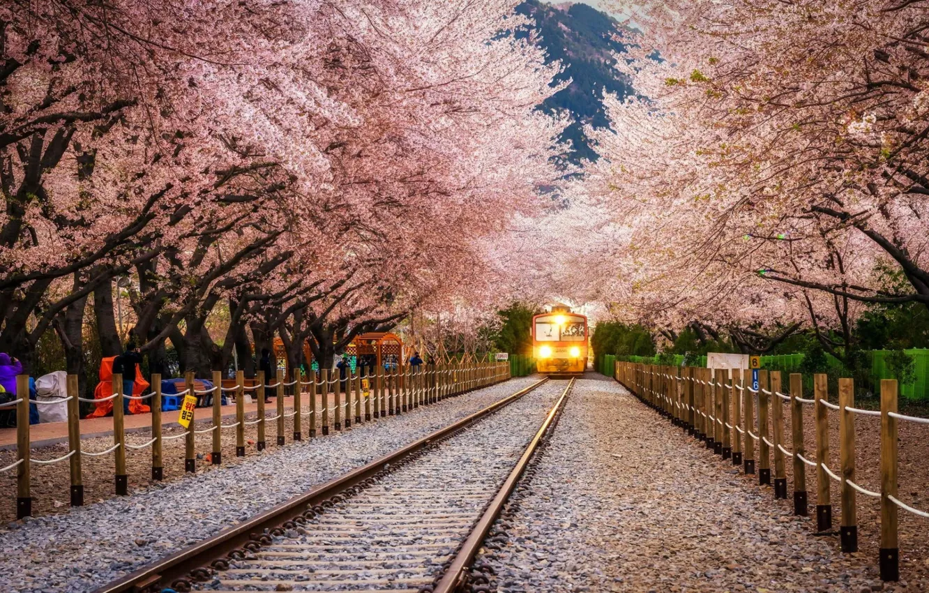 Photo wallpaper Sakura, Landscape, Train, Railway