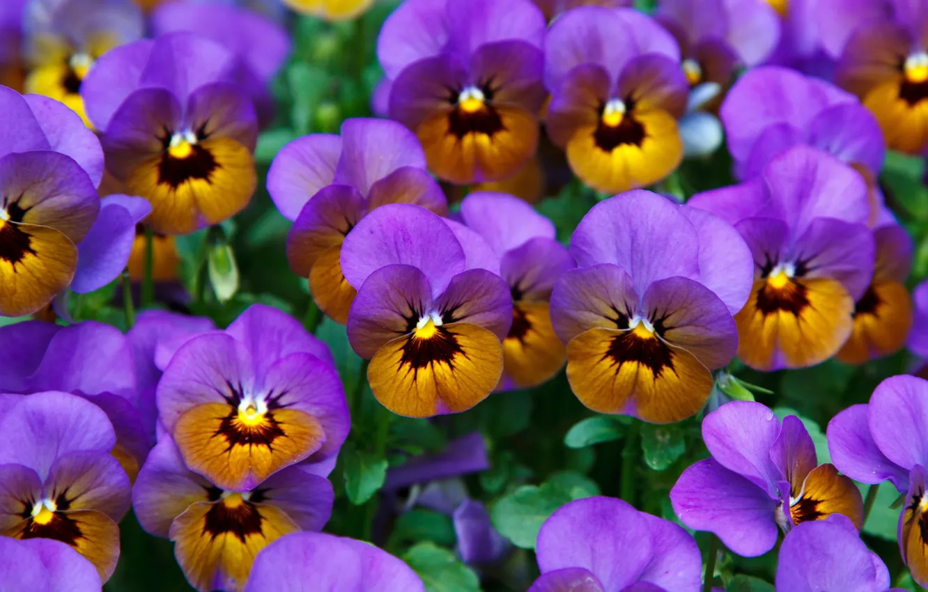Photo wallpaper flowers, orange, bright, blur, Pansy, flowerbed, a lot, lilac