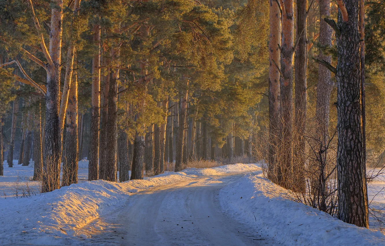 Photo wallpaper winter, road, forest, snow, trees, the snow