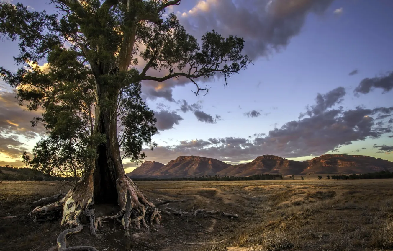 Photo wallpaper field, trees, mountains
