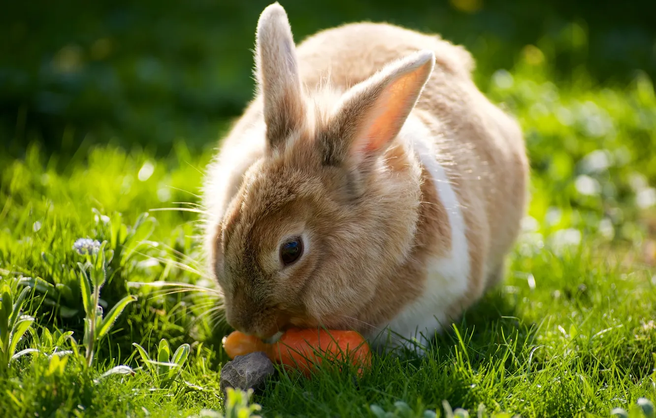 Photo wallpaper nature, background, rabbit