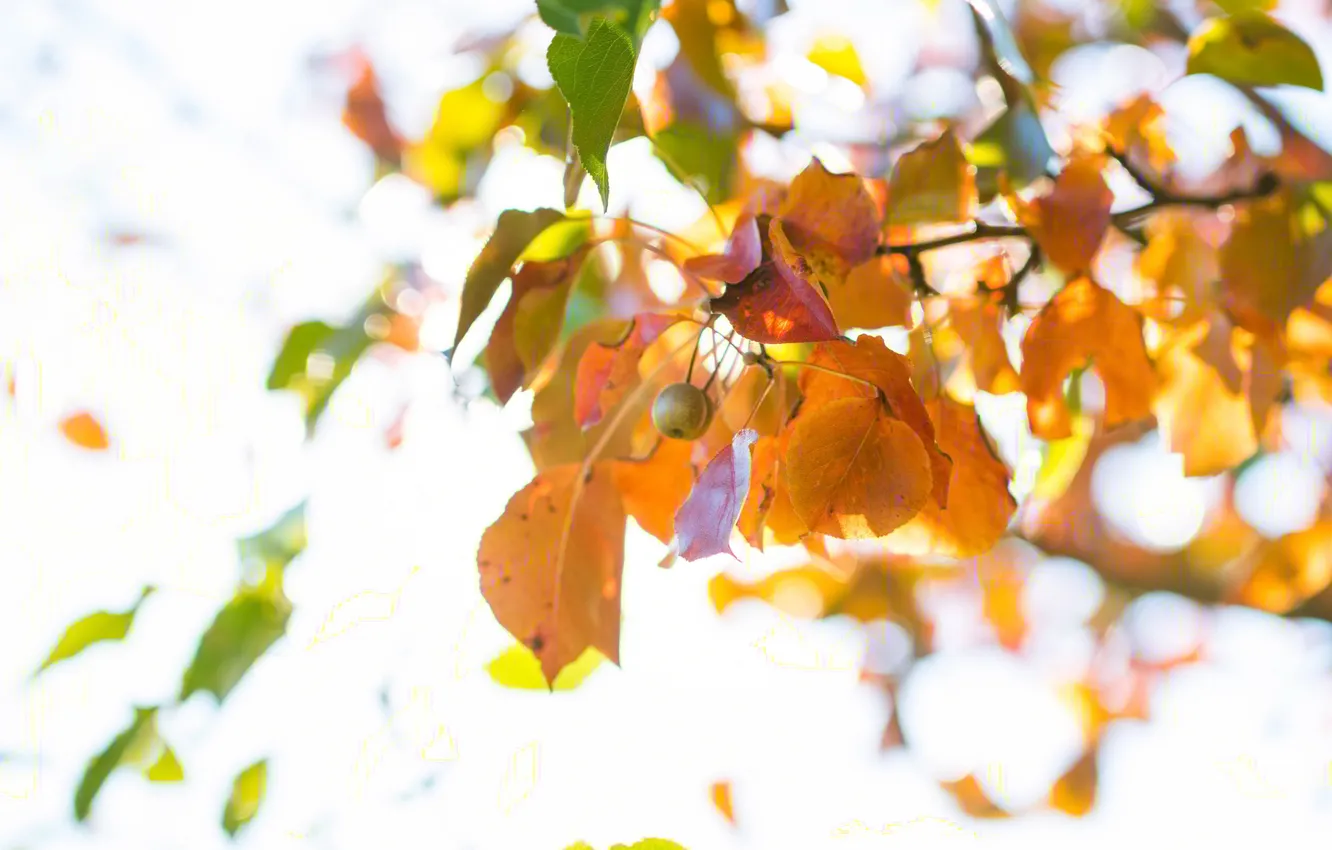 Photo wallpaper autumn, leaves, nature