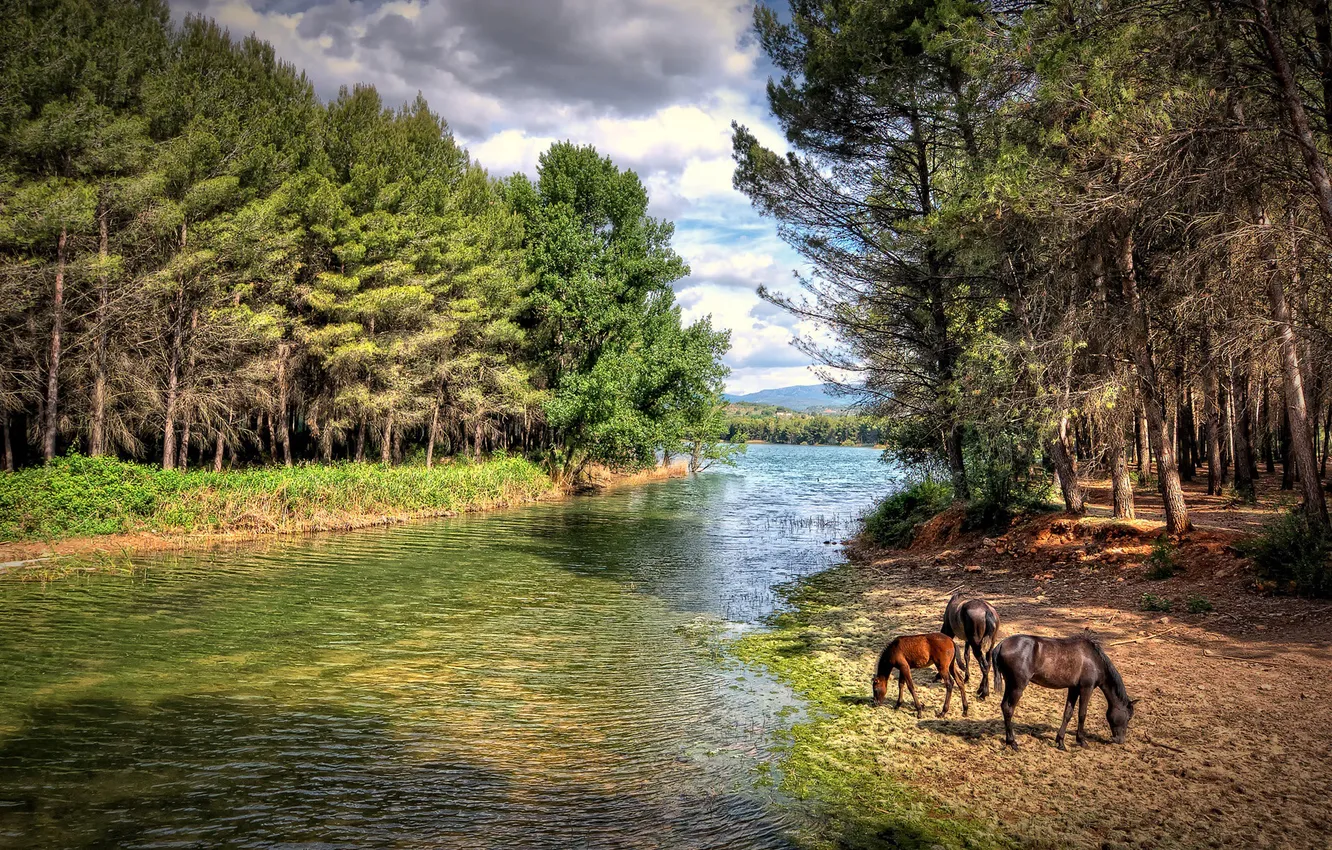 Photo wallpaper greens, forest, trees, nature, shore, vegetation, for, horse