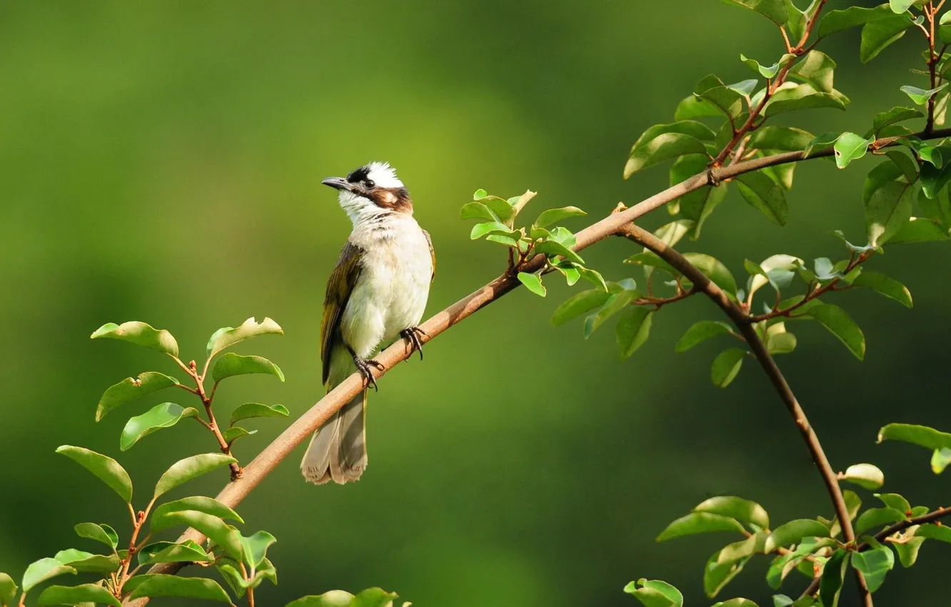 Photo wallpaper greens, leaves, background, bird, stick