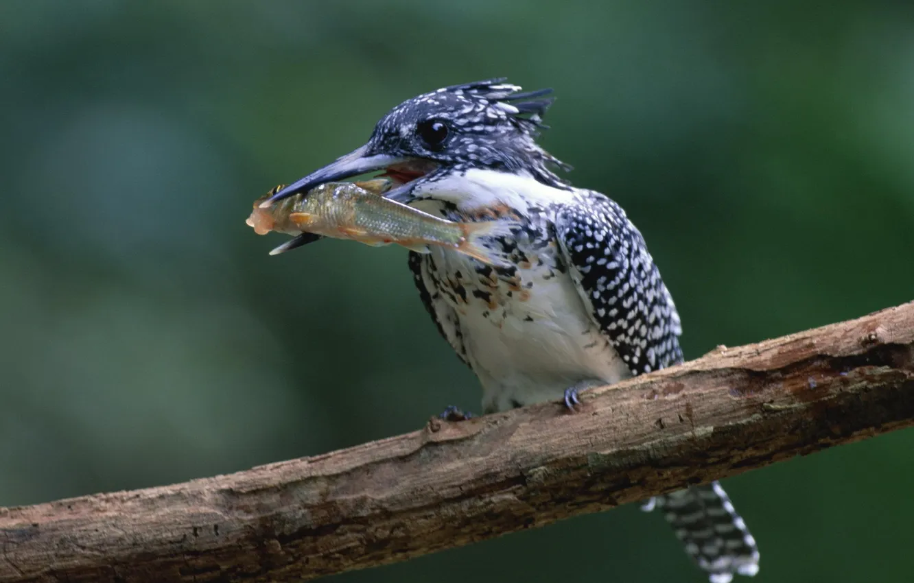 Photo wallpaper macro, branches, bird, fish, bird, Kingfisher