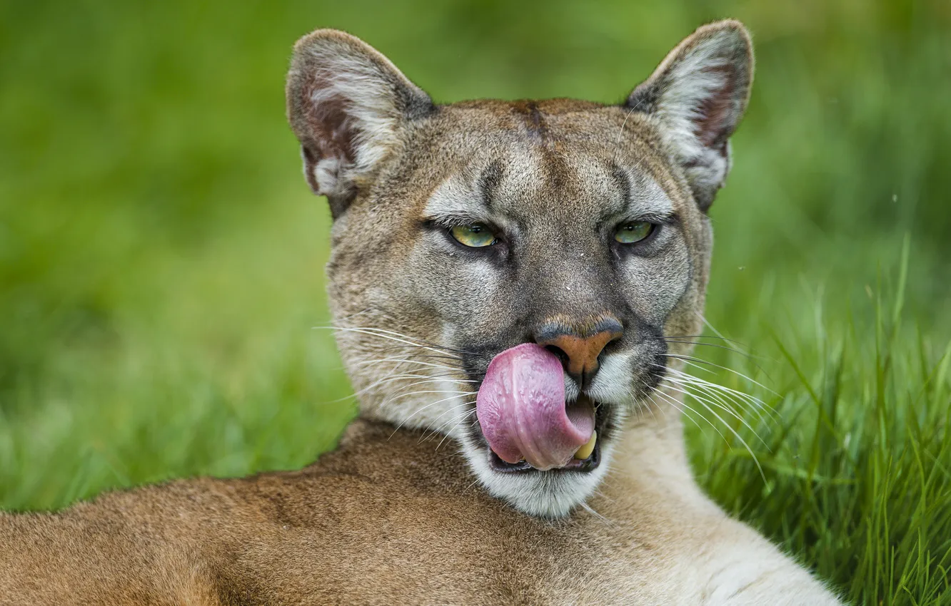 Photo wallpaper language, cat, Puma, mountain lion, Cougar, ©Tambako The Jaguar