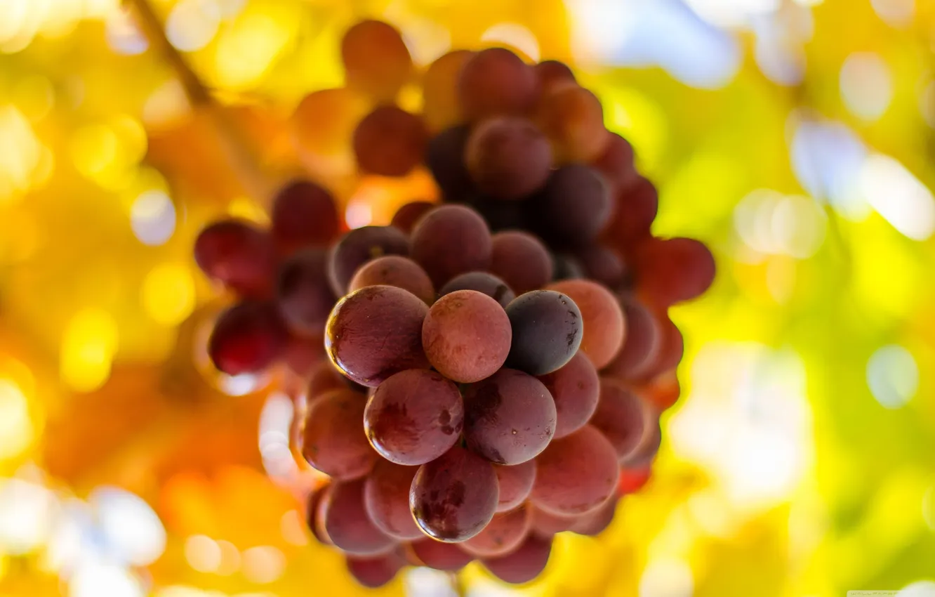 Photo wallpaper leaves, macro, branches, grapes, bunch