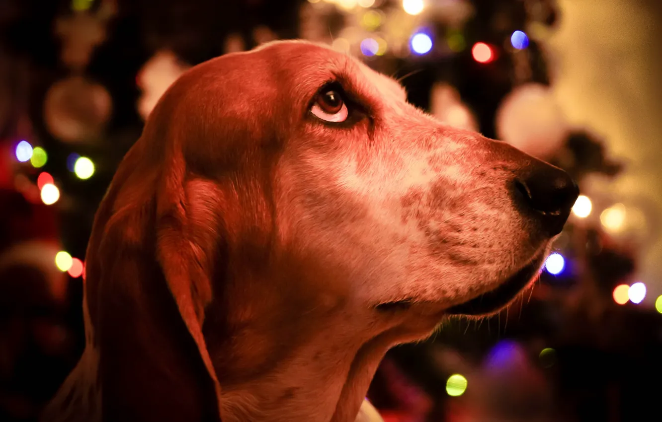 Photo wallpaper face, portrait, dog, profile, The Basset hound
