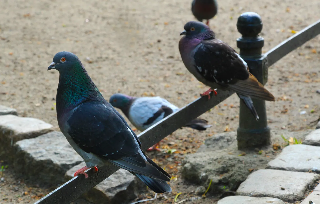 Photo wallpaper animals, bird, pigeon