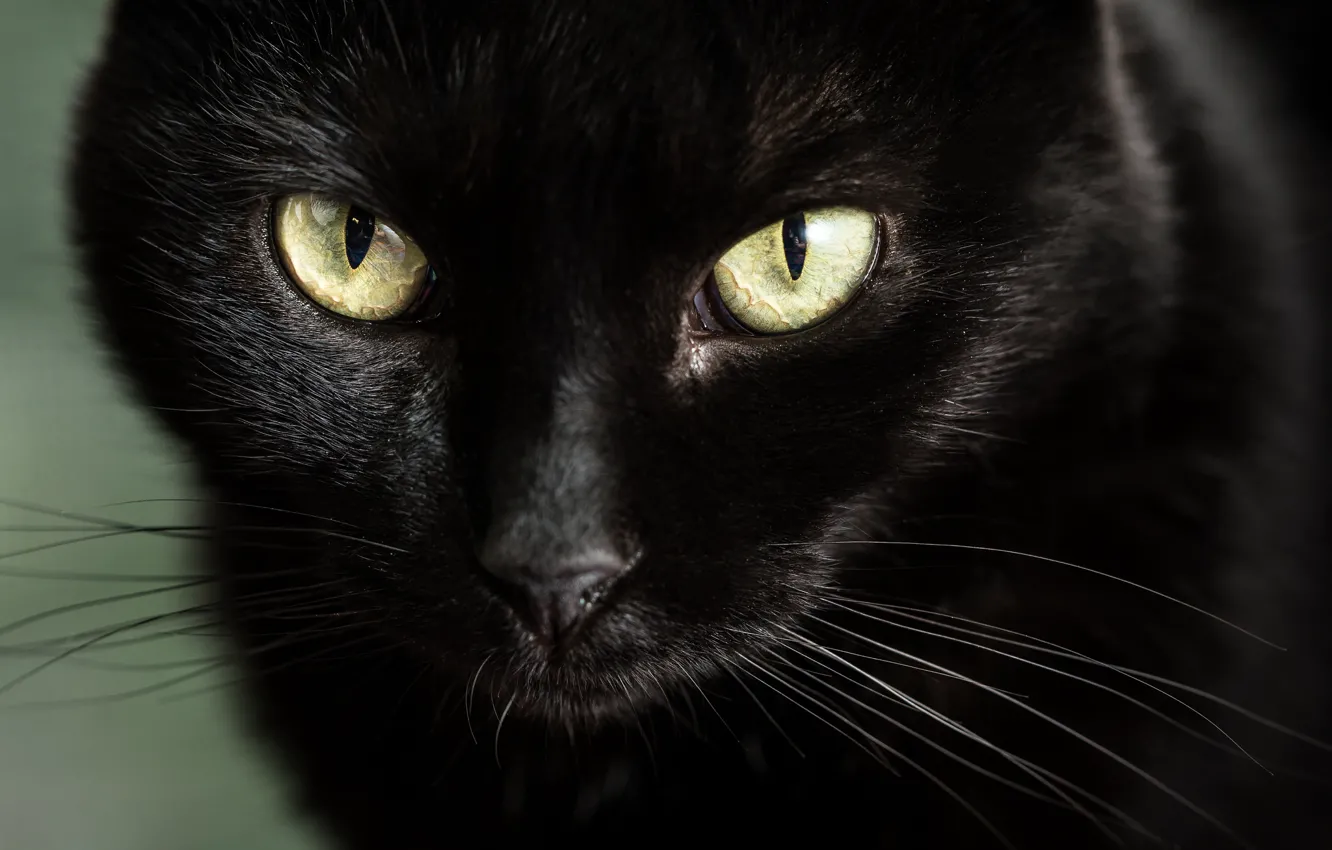 Photo wallpaper eyes, look, muzzle, black cat