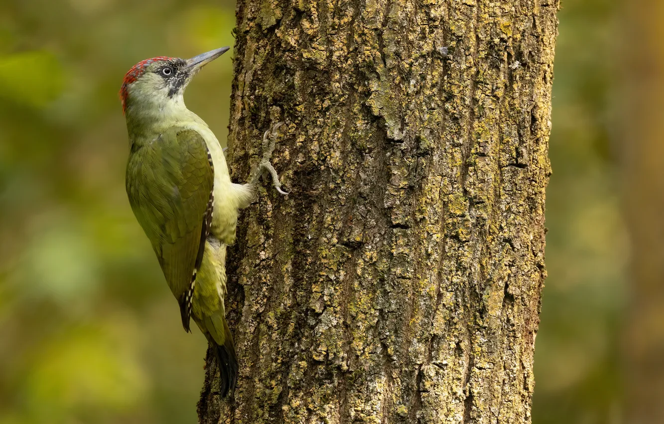Photo wallpaper trees, bird, woodpecker