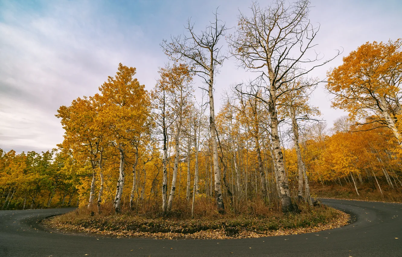 Photo wallpaper road, autumn, forest
