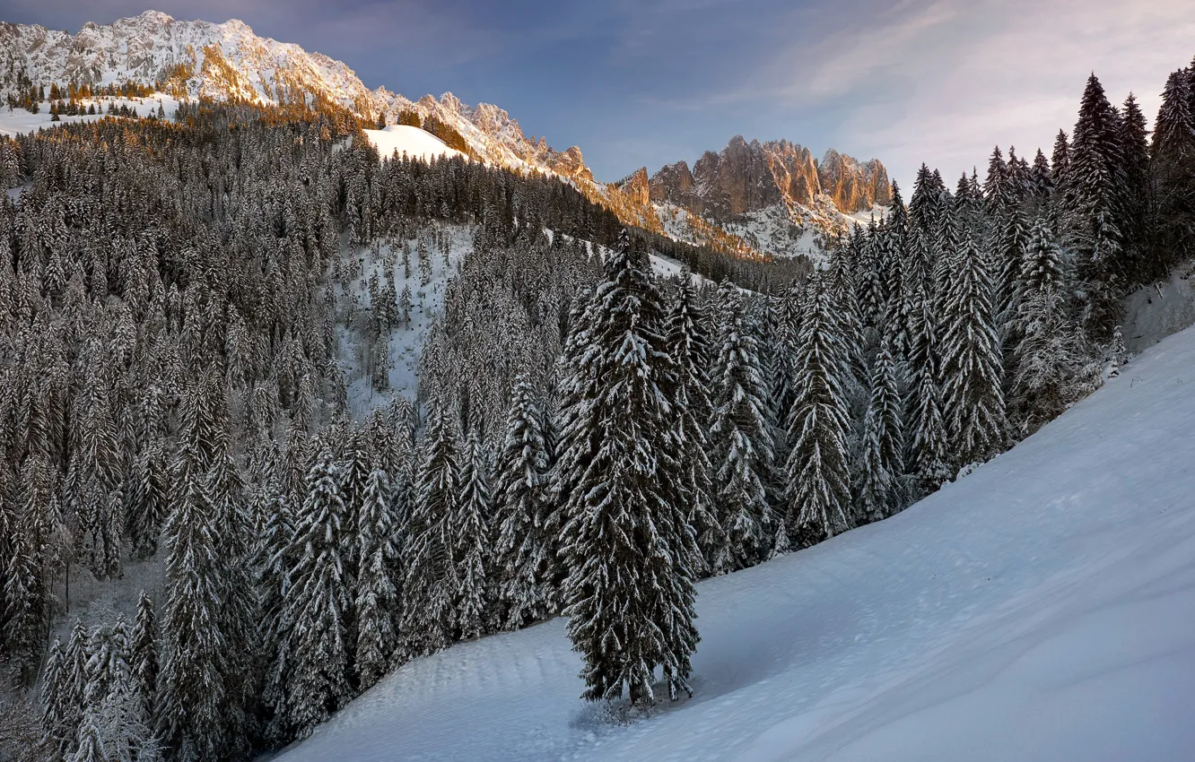 Photo wallpaper winter, forest, snow, mountains