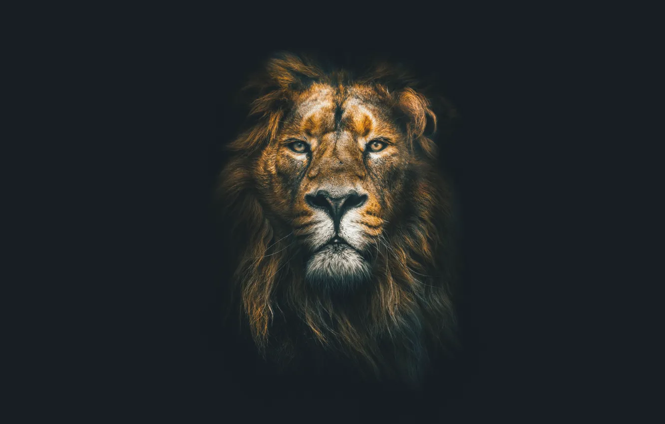 Photo wallpaper look, face, the dark background, predator, Leo, mane, big cat, The Formidable Lion