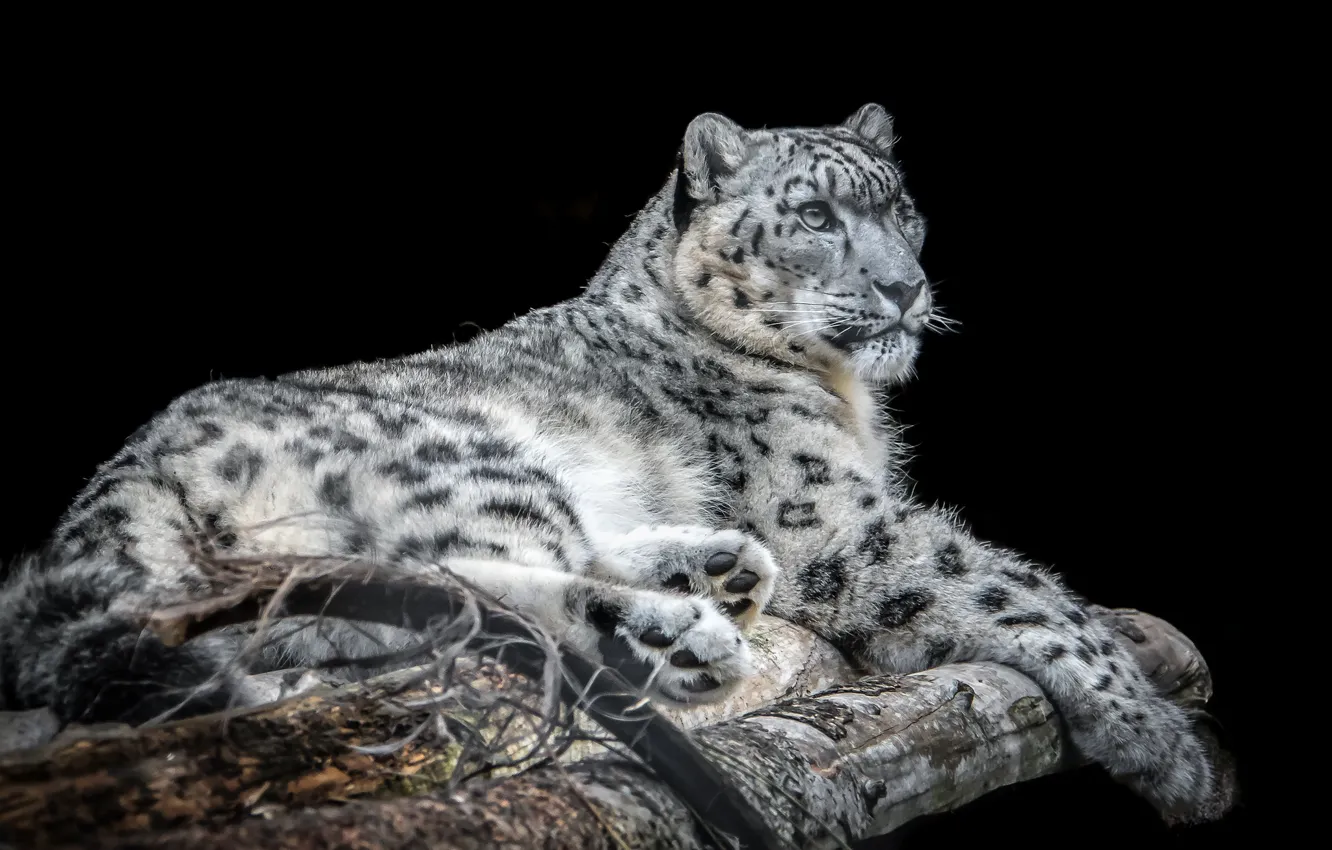 Photo wallpaper IRBIS, snow leopard, handsome