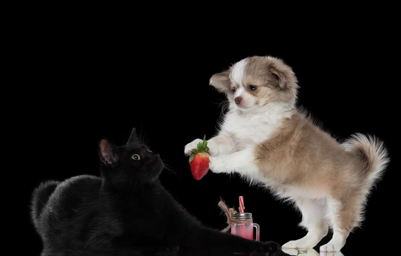 Photo wallpaper cat, animals, cat, dog, strawberry, berry, dog, Irina Kovaleva