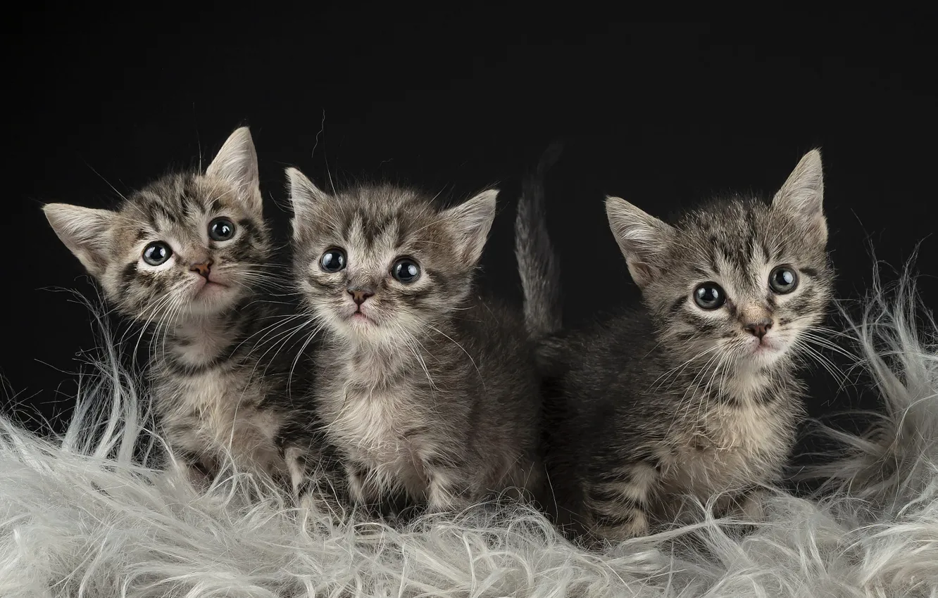 Photo wallpaper cat, the dark background, grey, baby, fur, kitty, face, trio