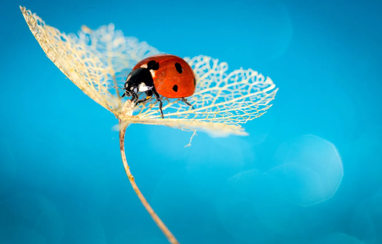 Photo wallpaper ladybug, insect, ladybird, hydrangea