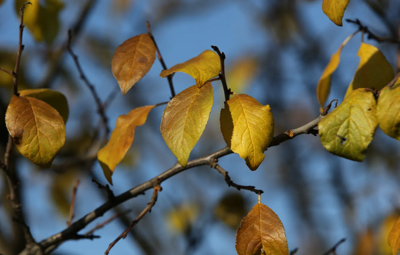 Photo wallpaper the sky, leaves, veins