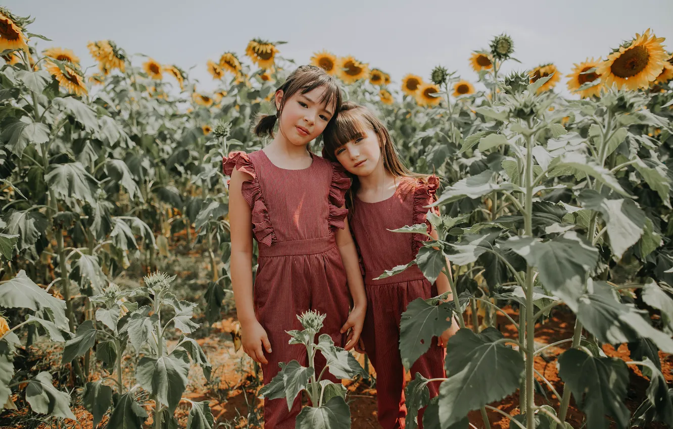 Photo wallpaper field, sunflowers, girl, field, girls, girlfriend, sunflowers, girlfriends