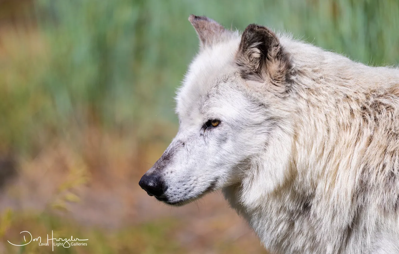 Photo wallpaper Predator, nature, animal, wolf, wildlife, portrait, portrait., Canis lupus. face
