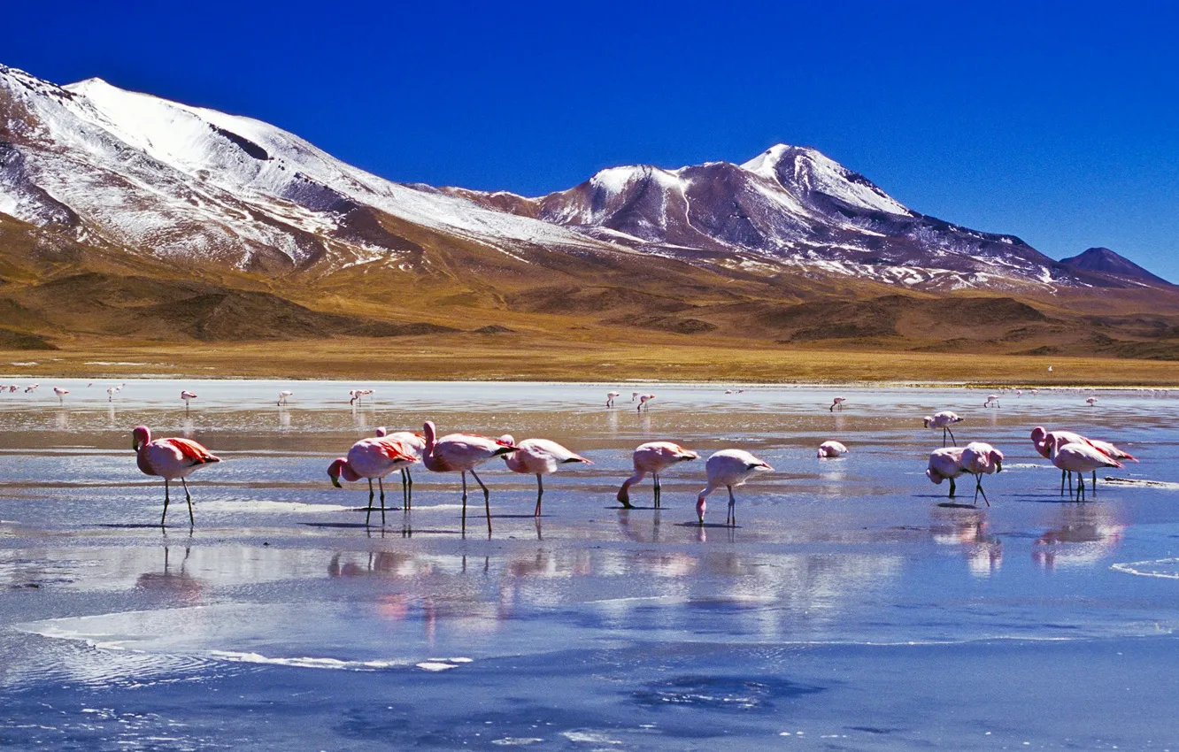 Photo wallpaper the sky, snow, mountains, lake, bird, Flamingo