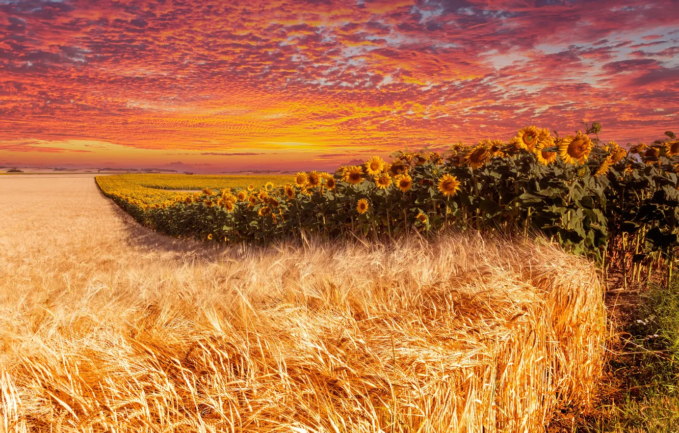 Photo wallpaper field, summer, the sky, clouds, line, sunflowers, sunset, flowers