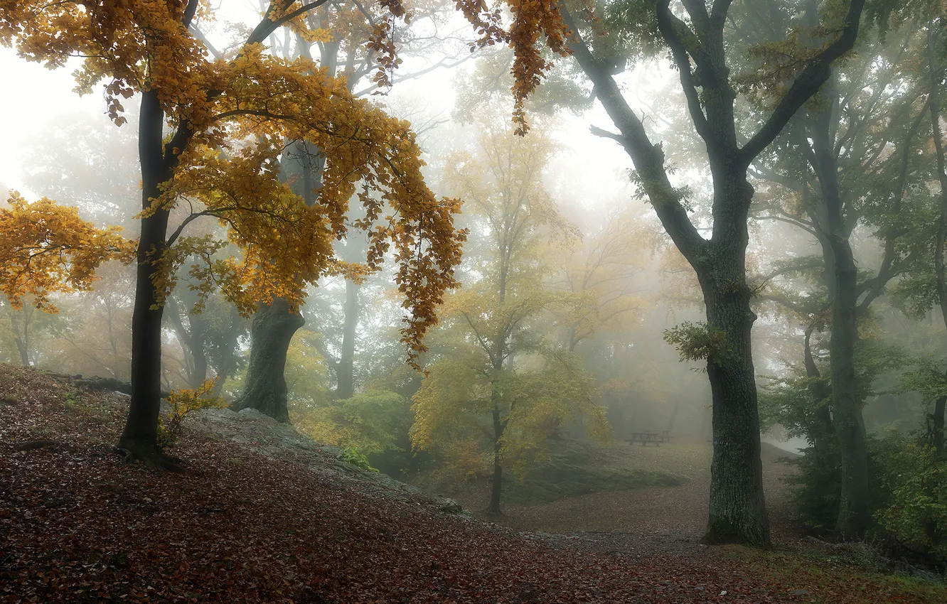 Photo wallpaper autumn, forest, trees, nature, fog, Park