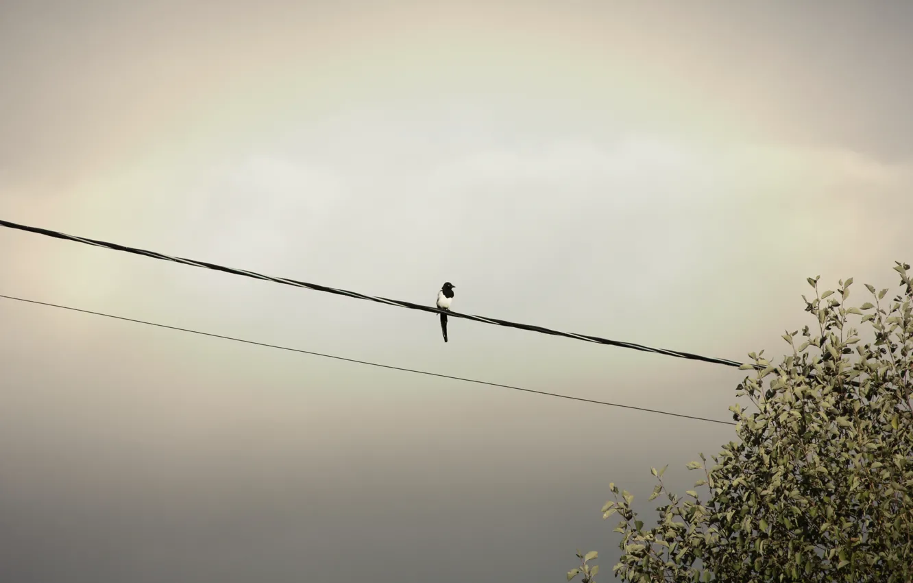 Photo wallpaper summer, nature, animal, bird