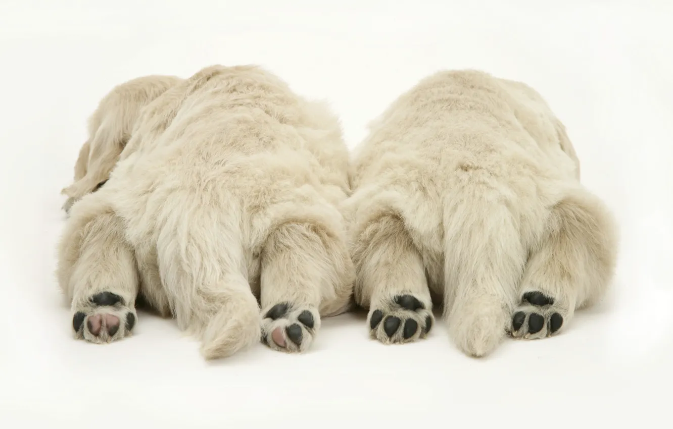 Photo wallpaper paws, puppies, white, lie, tails