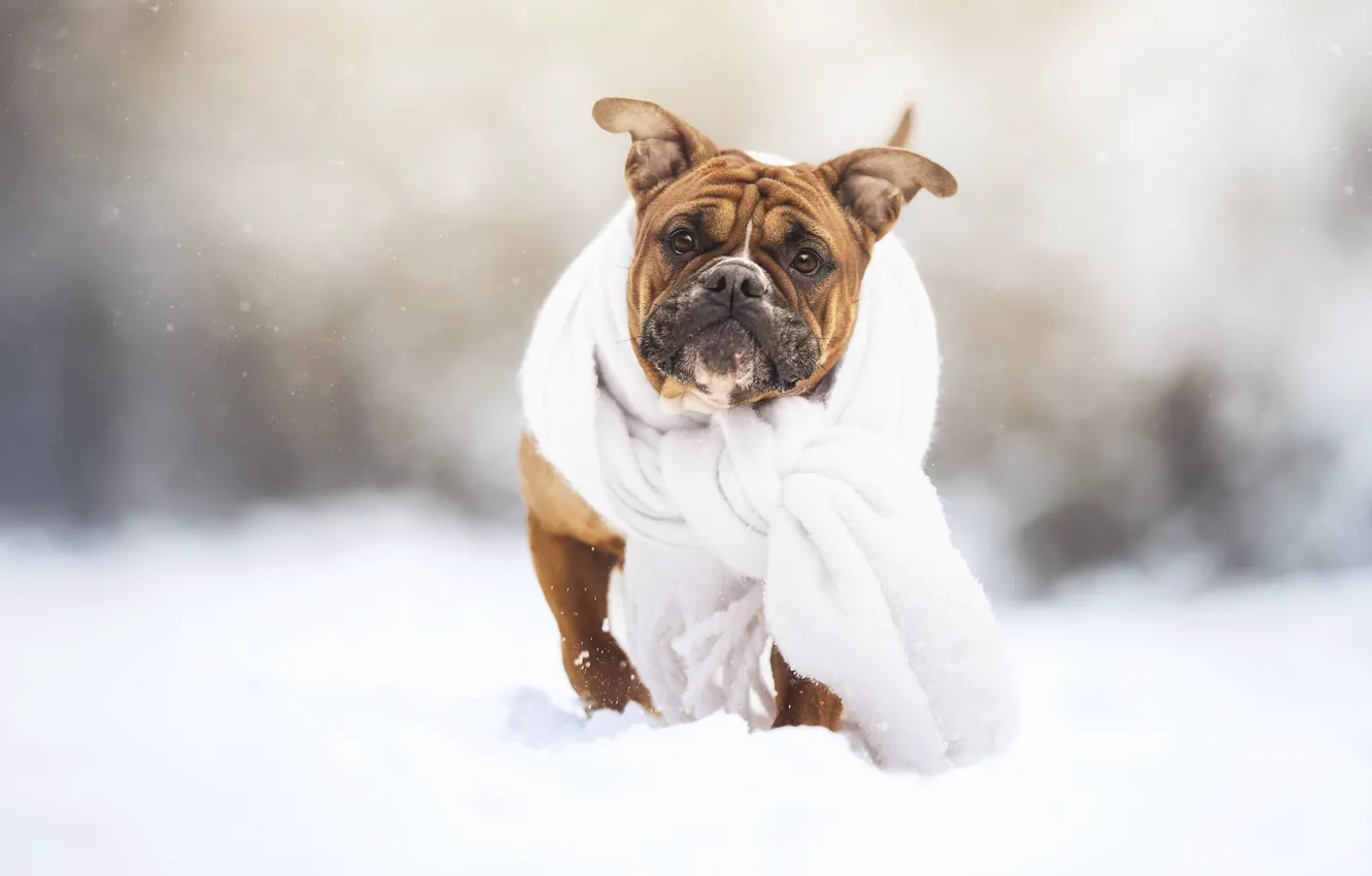 Photo wallpaper each, dog, scarf