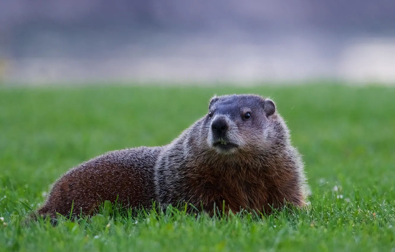 Photo wallpaper grass, glade, teeth, face, marmot