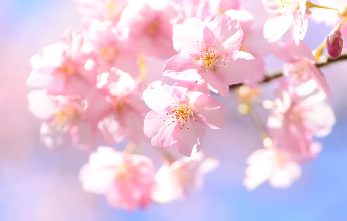 Photo wallpaper light, flowers, branch, spring, Sakura, flowering, blue background, bokeh