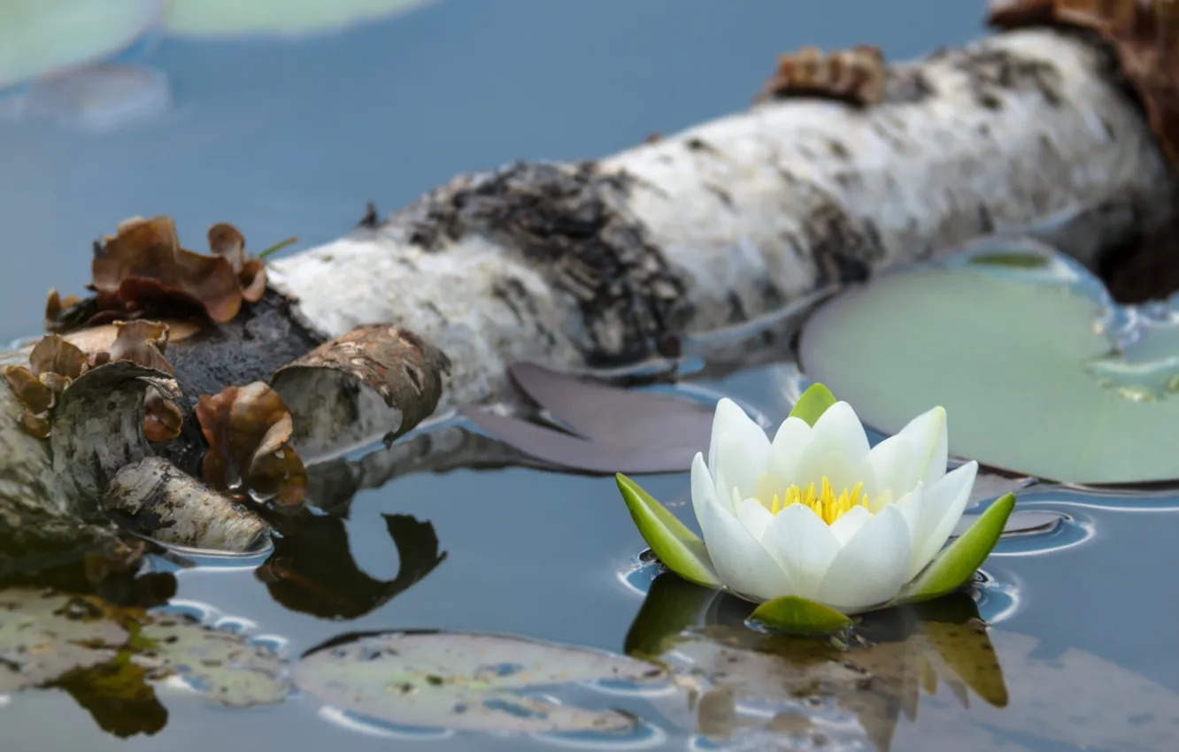 Photo wallpaper water, birch, Nymphaeum, water Lily