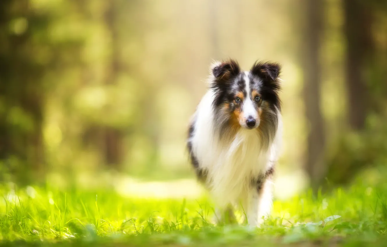 Photo wallpaper Sheltie, pose, look, dog, collie, face, nature