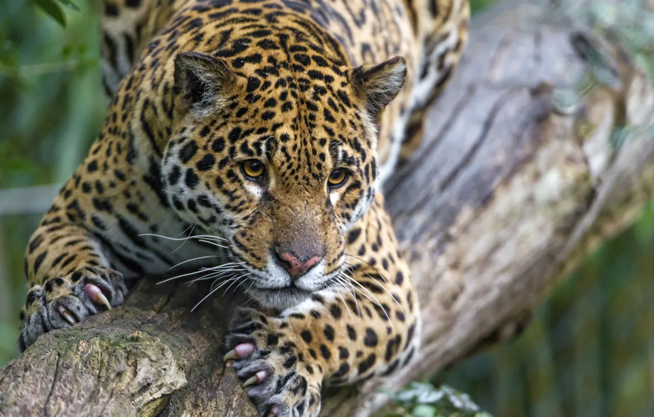 Photo wallpaper cat, look, claws, Jaguar, log, ©Tambako The Jaguar
