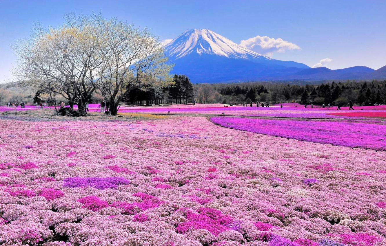 Photo wallpaper field, trees, flowers, mountains, Japan, Fuji
