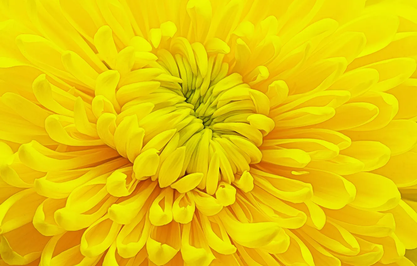 Photo wallpaper flower, yellow, chrysanthemum